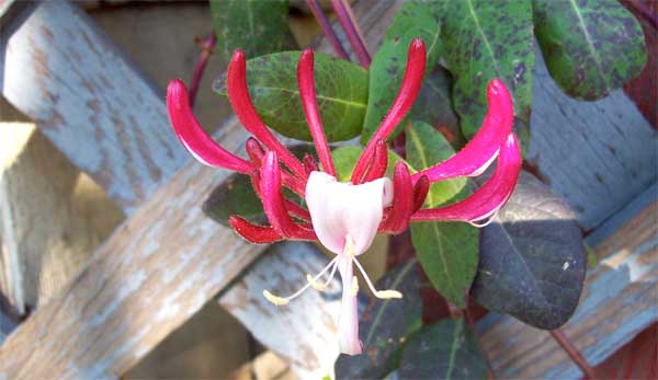 honeysuckle-vine