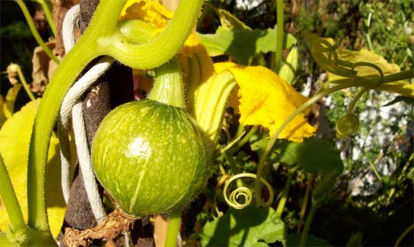 squash-growing