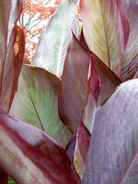 canna-lily-leaves