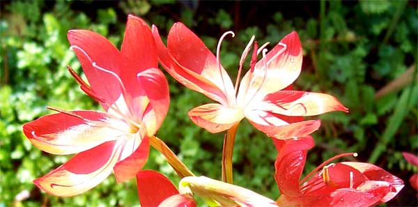 crocosmia-close-up