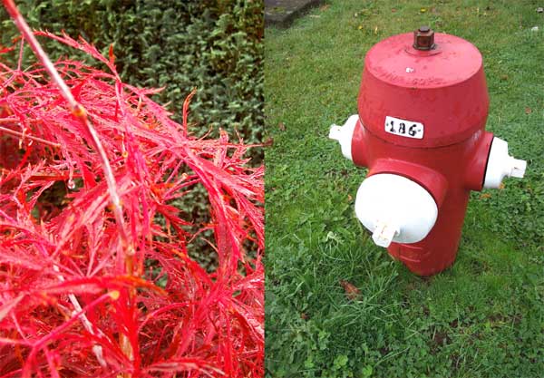 hydrantshrub