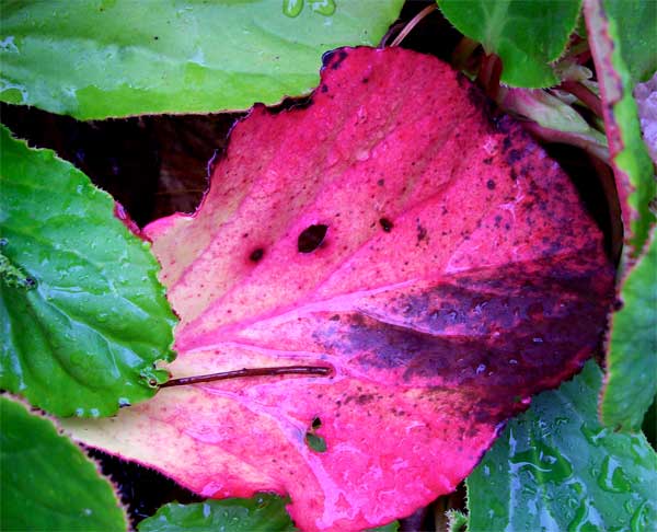 pink-bergenia-leaf