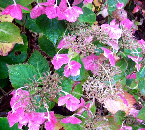 pink-hydrangea