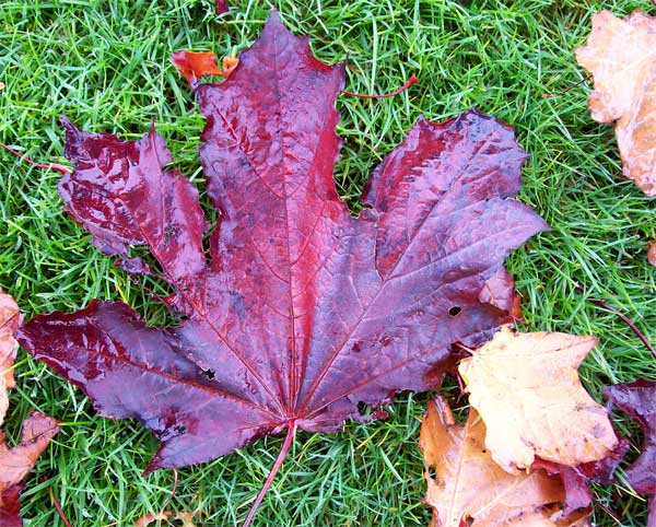 purple-leaf1