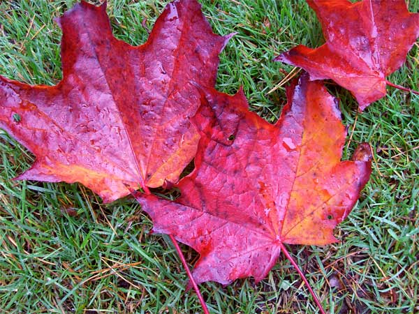 red-leaves