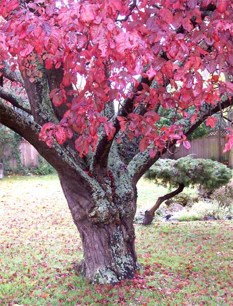 red-tree-w-moss