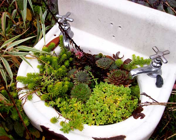 sink-of-succulents