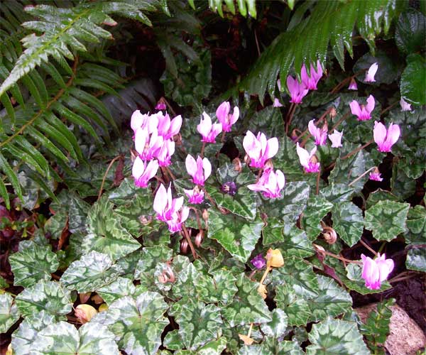 tiny-cyclamen