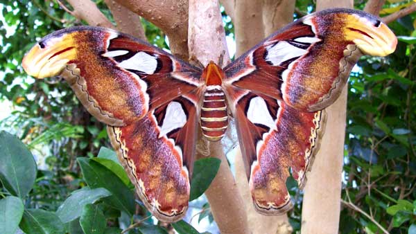 giant-atlas-moth