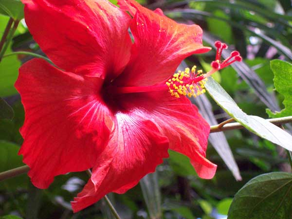 hibiscus