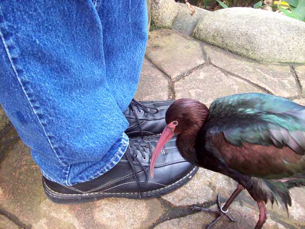 peruvian-foot-pecker