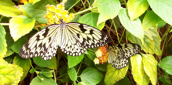 white-tree-nymph