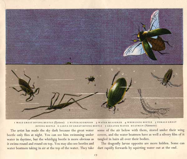 diving-beetles - Pond Life - Paxton Chadwick divng-beetles-on-purple
