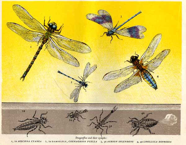 Pond Life - Dragon Flies - Paxton Chadwick dragonflies-yellow