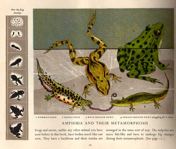 Pond Life - frogs - Paxton Chadwick frog-left-page
