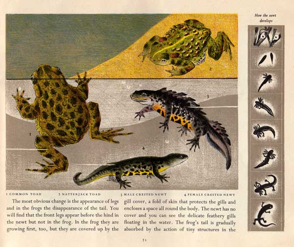Pond Life - frogs - Paxton Chadwick frog-right-page1