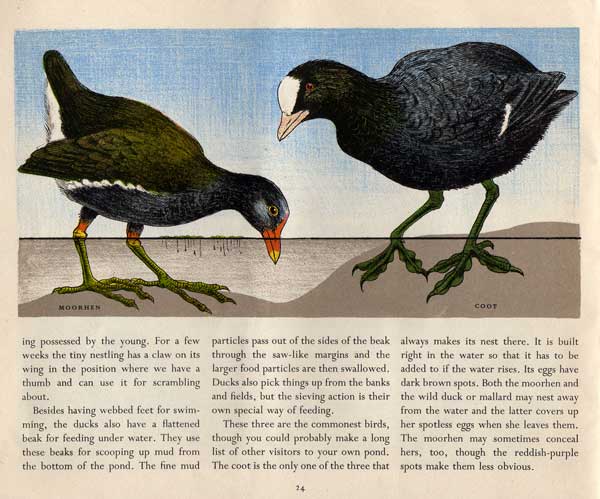 moorhen-and-cody - Pond Life - Paxton Chadwick moorhen-and-cody