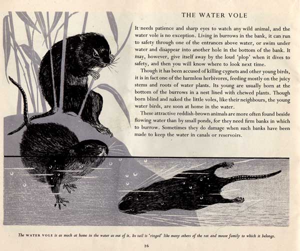 water-vole - Pond Life - Paxton Chadwick water-vole