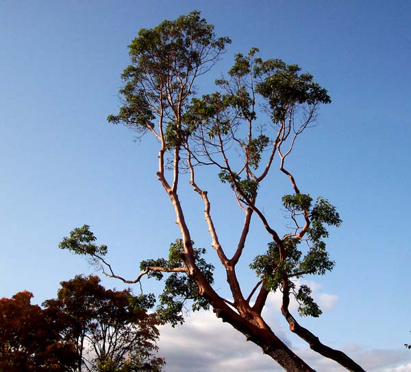 arbutus-in-light