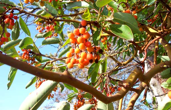 orange-berries