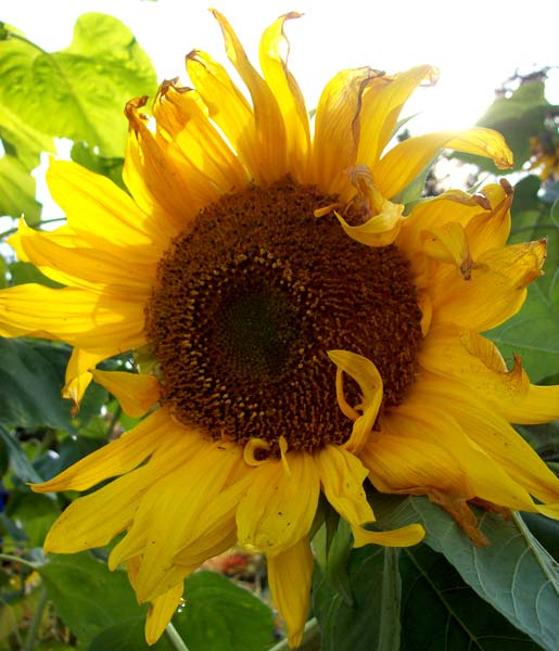 sunflower-in-sun