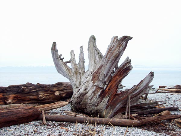 driftwood-stump
