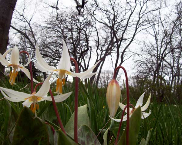 erythronium