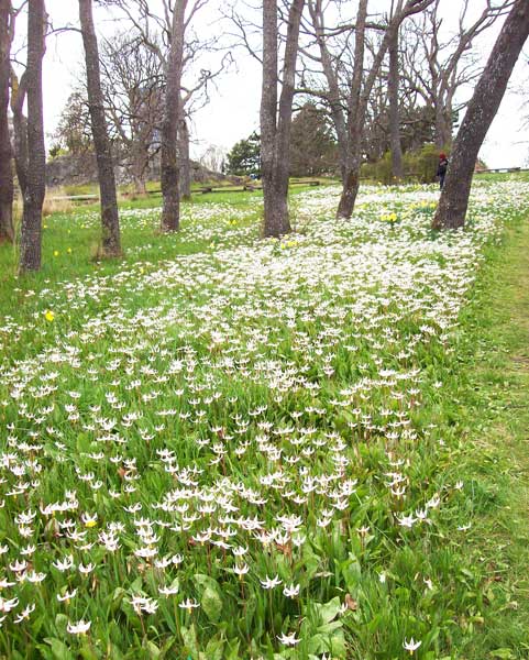 erythroniums-swath