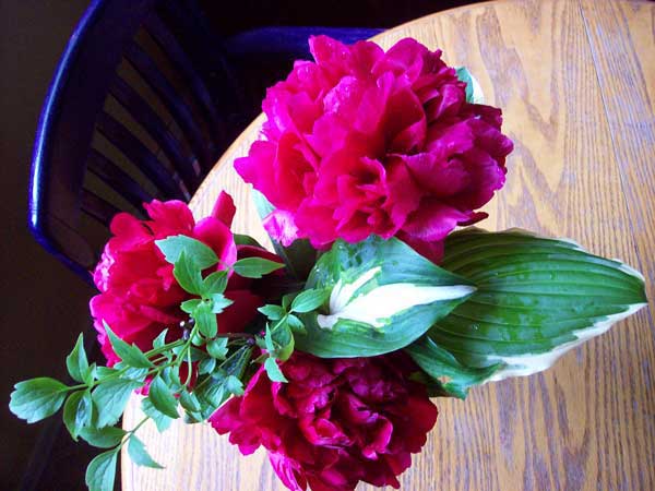 peonies-and-hosta