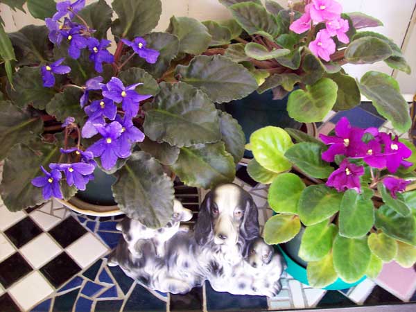 violets-with-dog