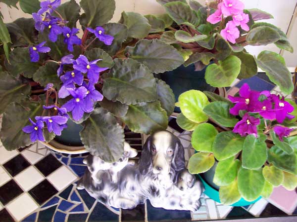 violets-with-dog