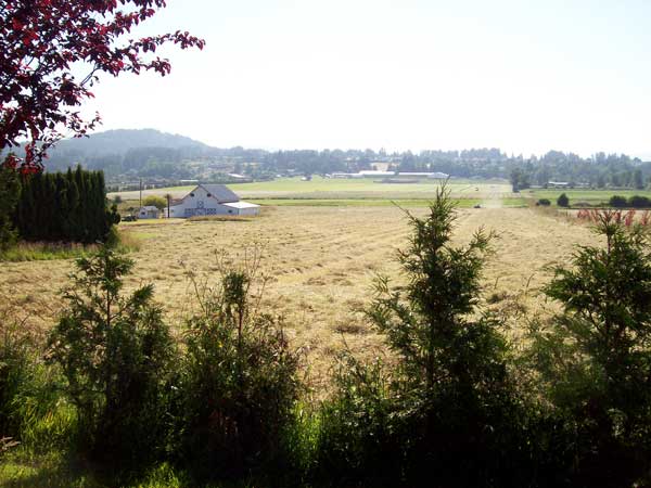 hay-field