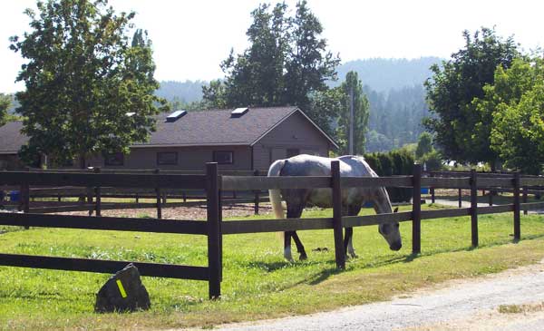 horse-grazing