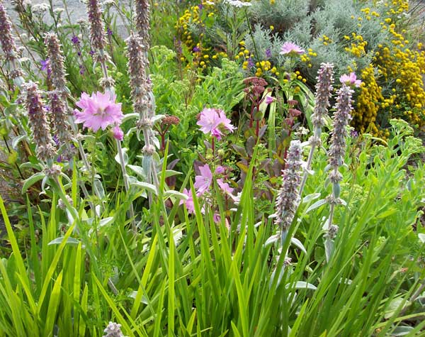 iris-and-sedum