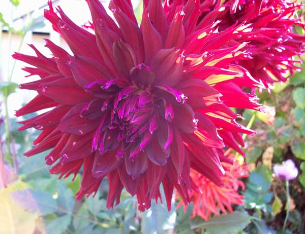 purple-dahlia