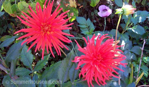 red-dahlias-wm