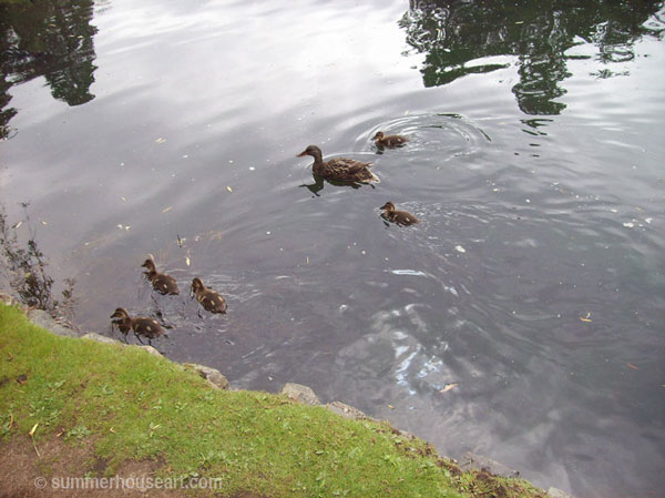 ducklings swimming