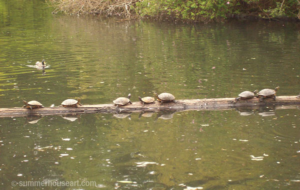 turtles-sunning