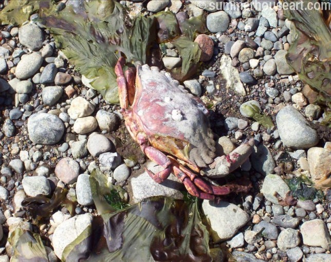 crab with flowing seaweed summerhouseart.com