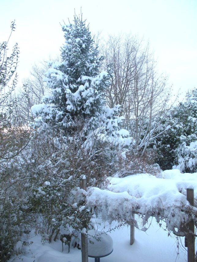 Blue Spruce in snowy garden summerhouseart.com