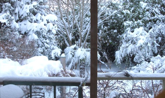 Poor Windmill Palm tree in our Garden in Snow